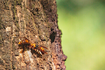樹液に集まるスズメバチ