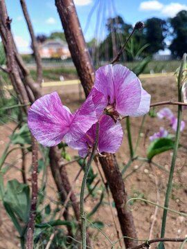 Pink flower, pink ripple, sweet pea, lathyrus odoratus, groszek pachnacy, flowers, summer flower, garden