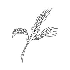 Barley stroke icon. Agriculture wheat vector Illustration. Elements of wheat grain, wheat ears, seed or rye, prosperity symbol