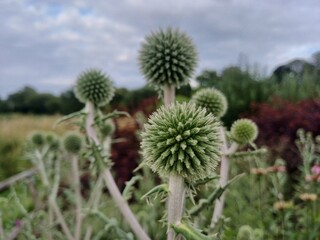Thistle, may 2024, summer, east town park, haverhill, suffolk, flower garden, flowers, wildlife, wildflower, europe, gardening