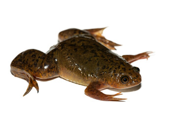A cute Common Platanna, also known as the African Clawed Frog (Xenopus laevis) against a white background