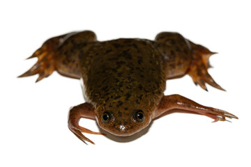 A cute Common Platanna, also known as the African Clawed Frog (Xenopus laevis) against a white background
