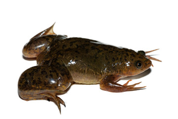 A cute Common Platanna, also known as the African Clawed Frog (Xenopus laevis) against a white background