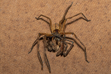 Close-up of a female common rain spider (Palystes superciliosus) eating a male 