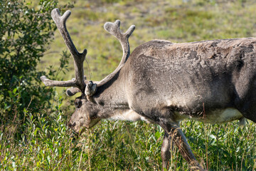 Wild deer with horns eating grass in sunny Norway
