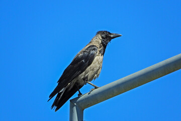 wild crow bird photo in nature