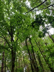 Trees from the below, Fallen tree, woods, nature, summer 2024, haverhill, suffolk, uk, green, nature reserve, wellbing, mental health, trekking, walking, health