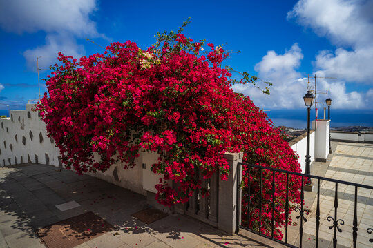 A fragment of a beautiful living flower fence. Firgas is a small town was founded in 1488. Gran Canaria, Canary Islands. Spain.