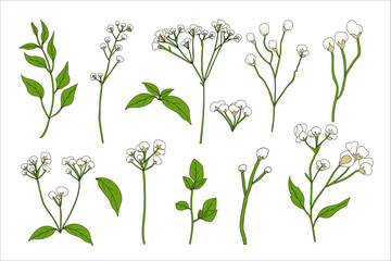 Minimalist Hand Drawn Gypsophila Flower Set – Botanical Illustration of Baby’s Breath Stems and Leaves for Floral Design, Wedding Invitations, and Home Decor