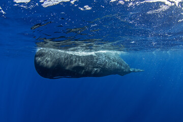 Sperm whale near the surface. The biggest toothed predator. 