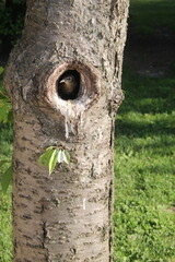 A bird peeking out of a tree hole in a vibrant green park during a sunny afternoon