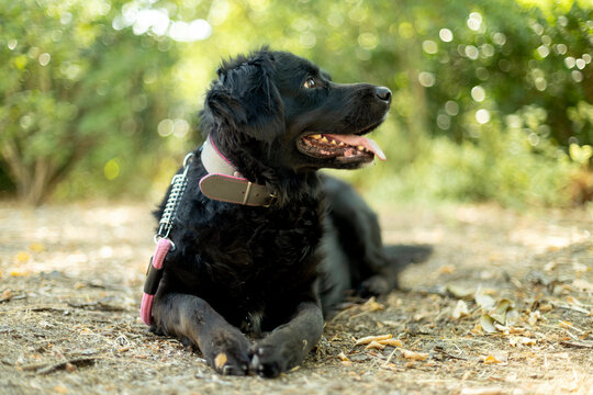 Black dog with a pink leash lying down, panting and looking to the side in a natural setting.