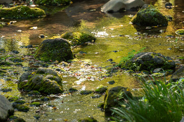 Moss-covered rocks in a tranquil forest stream