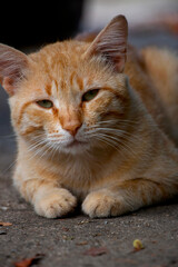 Beautiful brown cat resting on the road side. Cute cats. Felis catus.