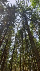 forest in the morning