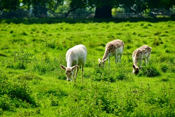 Obraz premium Three young brown and white fallow deer grazing in a green field in spring, Wellesbourne, Warwick, West Midlands, England, UK