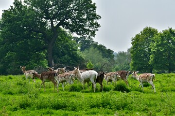 A heard of young brown, beige, and white fallow deer grazing in a green field near a forest in spring, Wellesbourne, Warwick, West Midlands, England, UK