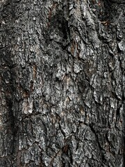 tree bark texture