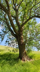 tree in the park