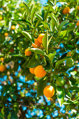 Orange tree with ripe juicy fruits