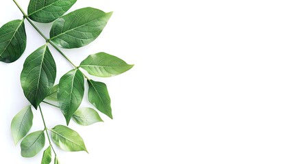 Fototapeta premium green leaves isolated on white background