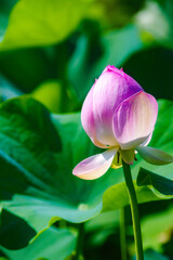 Fototapeta premium 夏、美しく咲いた蓮の花