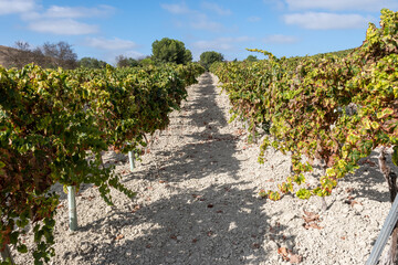 Landscape with famous sherry wines grape vineyards in Andalusia, Spain, sweet pedro ximenez or muscat, or palomino grape plants, used for production of jerez, sherry sweet and dry wines