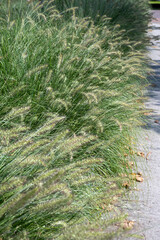 Pennisetum alopecuroides - garden decoration plant Fountain Grass