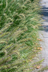 Pennisetum alopecuroides - garden decoration plant Fountain Grass