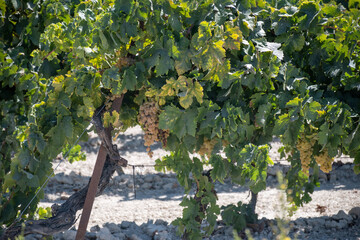 Harvest on famous sherry wines grape vineyards in Andalusia, Spain, sweet pedro ximenez or muscat,...
