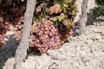 Harvest on famous sherry wines grape vineyards in Andalusia, Spain, sweet pedro ximenez or muscat,...