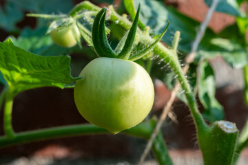 Vine of tomato plant with many big ripening organic tomatoes vegetables in garden close up