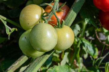 Vine of tomato plant with many big ripening organic tomatoes vegetables in garden close up