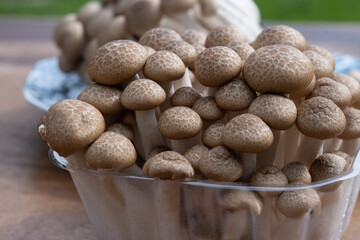 Brown shimeji edible mushrooms native to East Asia, buna-shimeji is widely cultivated and rich in umami tasting compounds