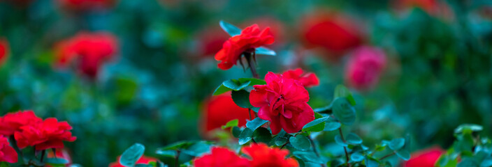 Red spring flowers, green city