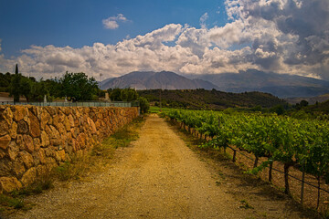 A Vineyard in Granada