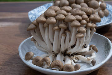 Brown shimeji edible mushrooms native to East Asia, buna-shimeji is widely cultivated and rich in umami tasting compounds