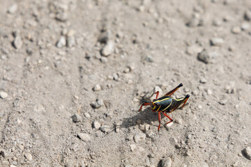 Eastern Lubber Grasshopper on a gray dirt road in Florida