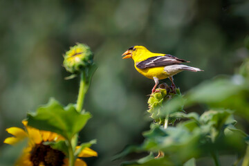 Male Goldfinch (Spinus tristis) in breeding plumage in a garden