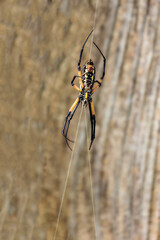 Orb Weaver spider in a backyard garden