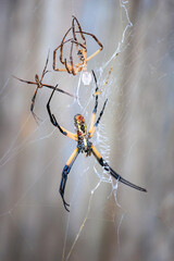 Orb Weaver spider in a backyard garden