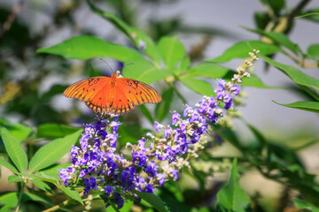 Gulf Fritillary (Dione vanillae) butterfly on purple flowers in a garden
