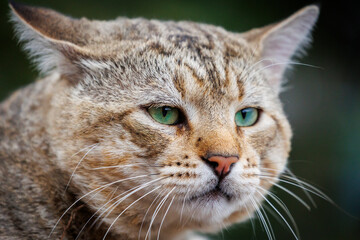 Gray Tabby tomcat (Felis catus)) portrait