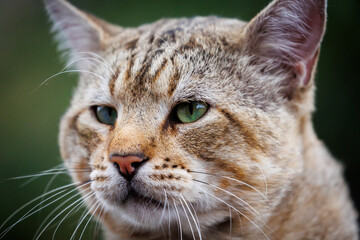 Gray Tabby tomcat (Felis catus)) portrait