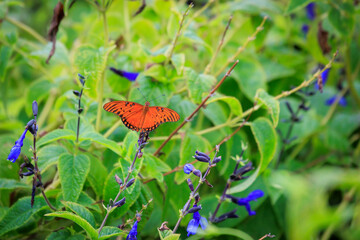 Gulf Fritillary (Dione vanillae) butterfly at Will rogers Park in Oklahoma City, OK, USA