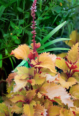  Coleus in the gardens of OKC's Will Rogers Park. iOklahoma City, OK, USA