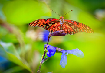 Gulf Fritillary (Dione vanillae) butterfly at Will rogers Park in Oklahoma City, OK, USA