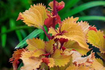  Coleus in the gardens of OKC's Will Rogers Park. iOklahoma City, OK, USA