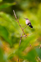 A female Ruby-throated Hummingbird (Archilochus colubris) perche