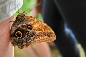 Fototapeta premium owl butterfly that landed on a person in summer